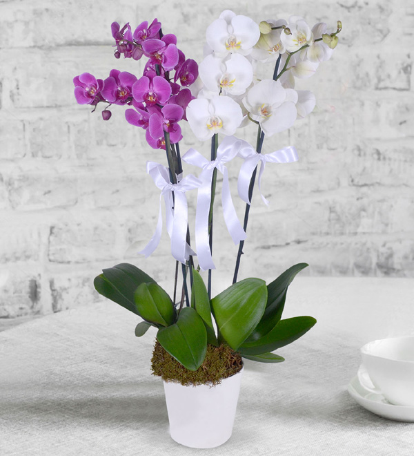Mor ve Beyaz Orkide