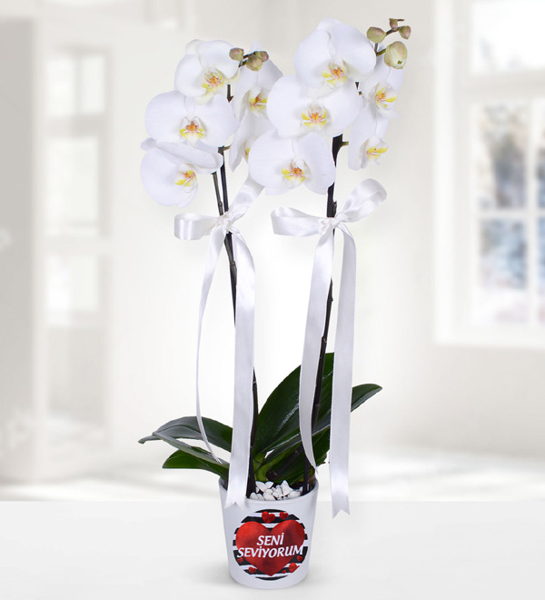 Seni Seviyorum Temalı Orkide