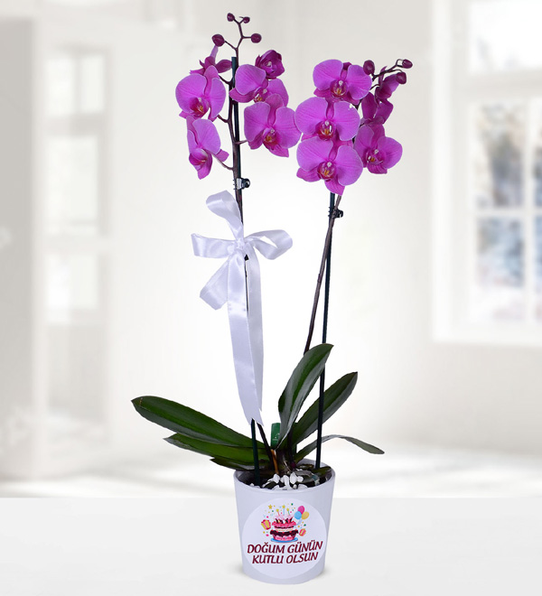 Doğum Günü Temalı Mor Orkide
