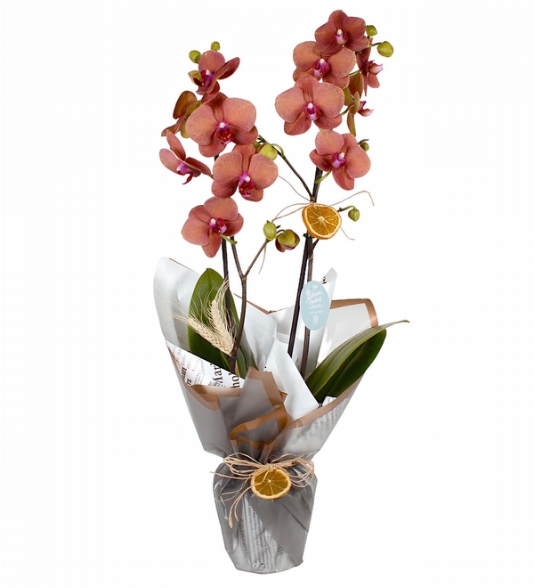 Çift Dallı Ateş Rengi Orkide