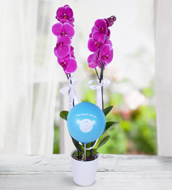 Mavi Balonlu Erkek Bebek Mor Orkide