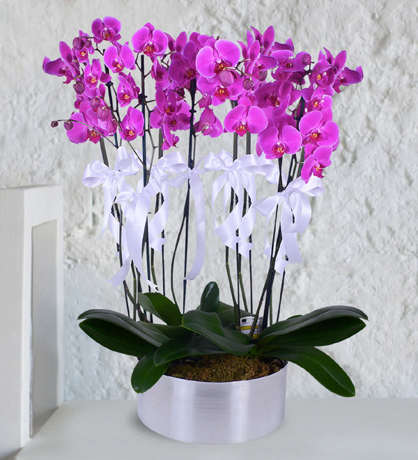 10 Dallı Mor Orkide Aranjmanı