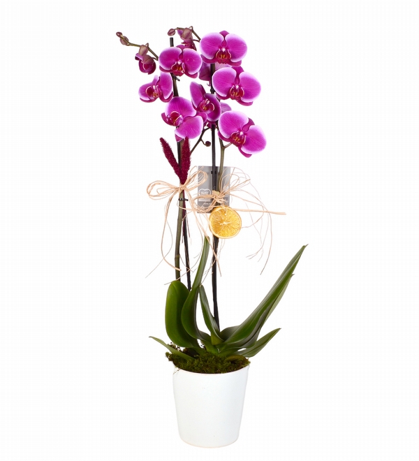 Beyaz Seramik Vazoda Çift Dallı Mor Orkide